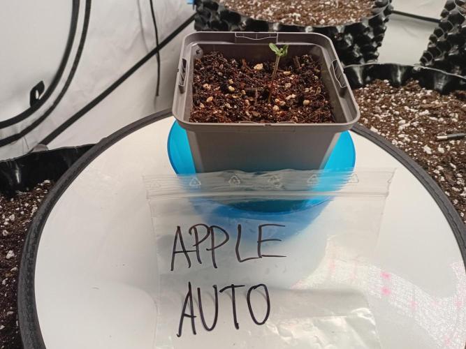 Shady indoor garden 🔥. Week 1