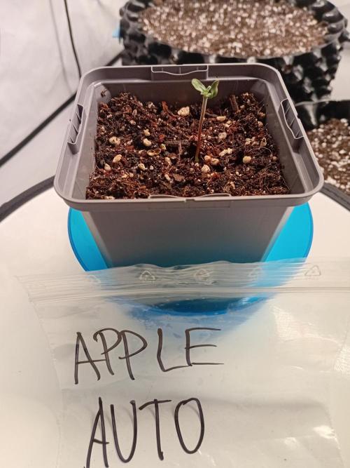 Shady indoor garden 🔥. Week 1