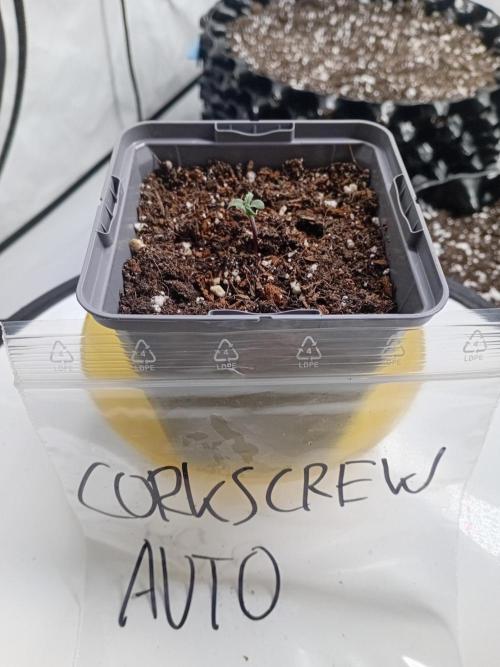 Shady indoor garden 🔥. Week 1