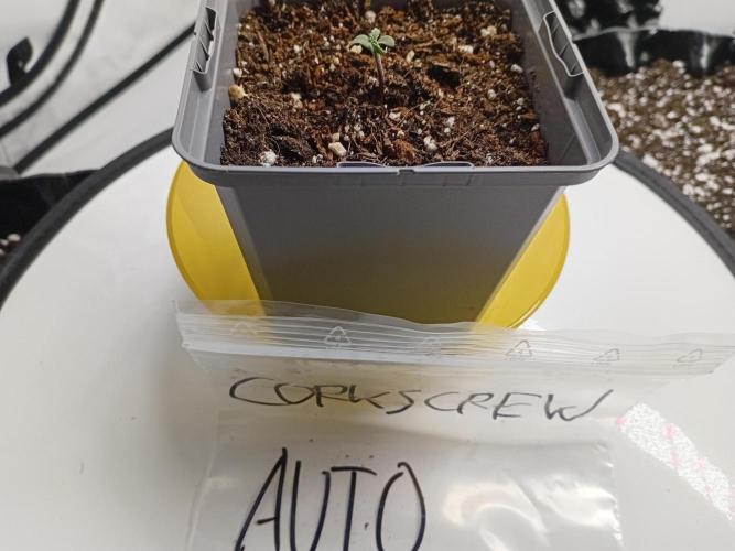 Shady indoor garden 🔥. Week 1