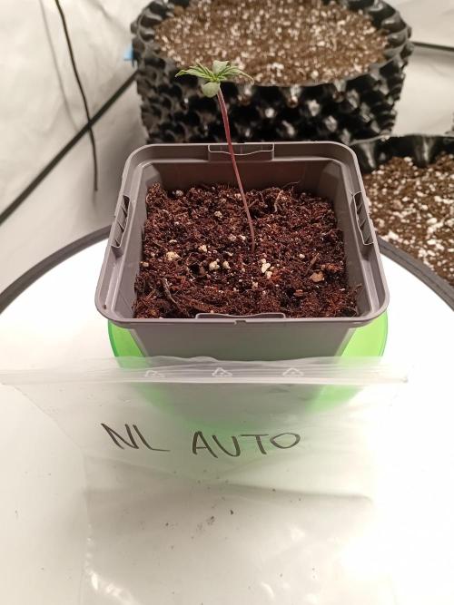 Shady indoor garden 🔥. Week 1