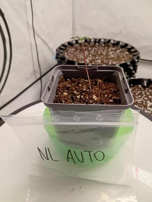 Shady indoor garden 🔥. Week 1