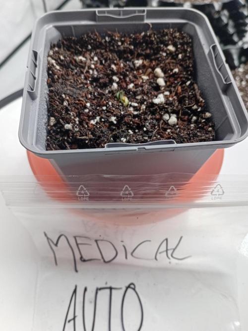 Shady indoor garden 🔥. Week 1