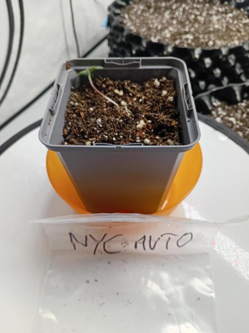 Shady indoor garden 🔥. Week 1