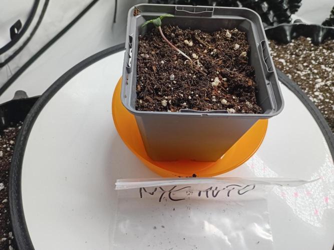 Shady indoor garden 🔥. Week 1