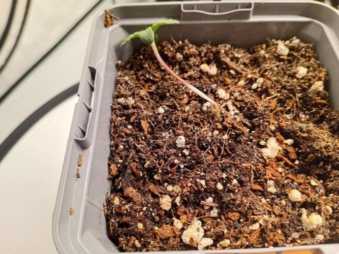 Shady indoor garden 🔥. Week 1