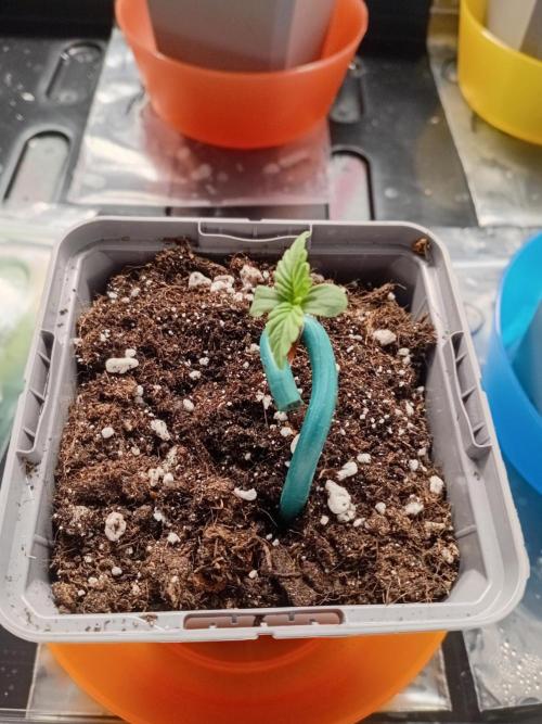 Shady indoor garden 🔥. Week 1