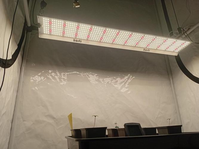 Shady indoor garden 🔥. Week 1