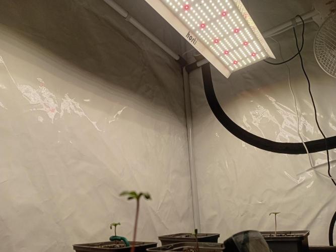 Shady indoor garden 🔥. Week 1