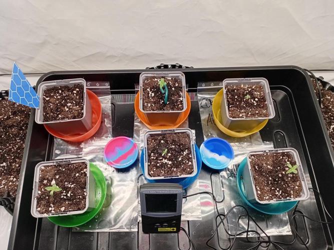 Shady indoor garden 🔥. Week 1