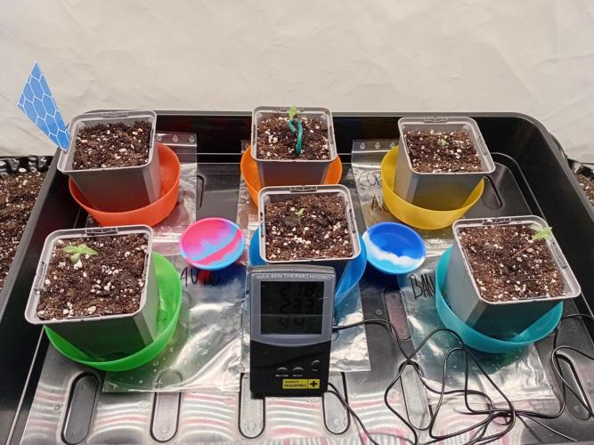 Shady indoor garden 🔥. Week 1