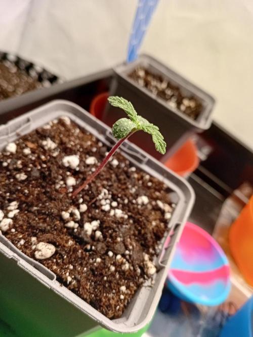 Shady indoor garden 🔥. Week 1