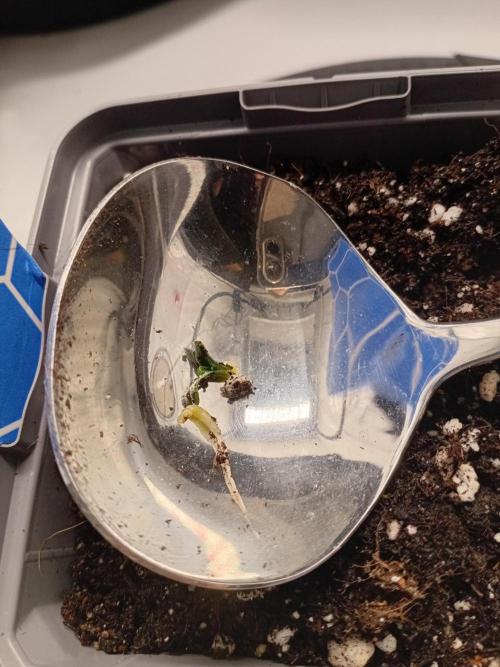 Shady indoor garden 🔥. Week 1 - Medical Mass Dead 🙏🏼😿