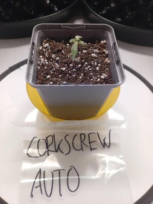 Shady indoor garden 🔥. Week 2 - Corkscrew