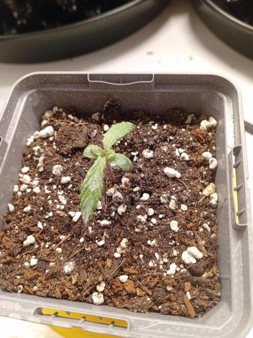 Shady indoor garden 🔥. Week 2 - Corkscrew