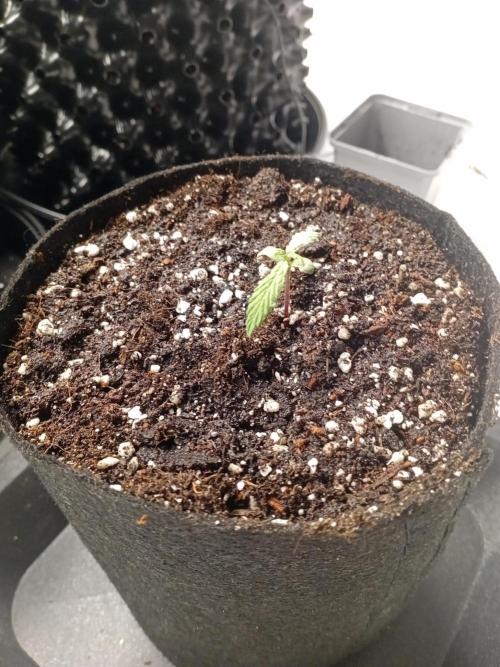 Shady indoor garden 🔥. Week 2 - Corkscrew new Home