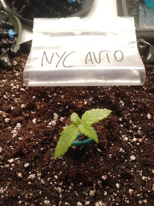 Shady indoor garden 🔥. Week 2 - NYC Sour