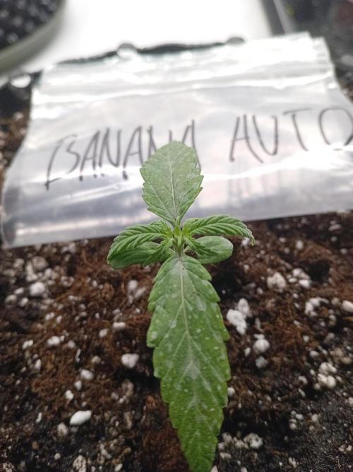 Shady indoor garden 🔥. Week 2 - Banana