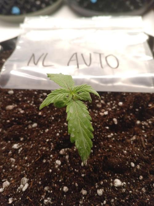 Shady indoor garden 🔥. Week 2 - Northern Lights