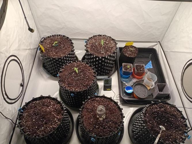 Shady indoor garden 🔥. Week 2 - The whole gang +