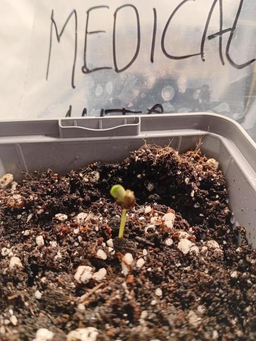 Strength and Medical Mass. Week 0 - Medical Mass