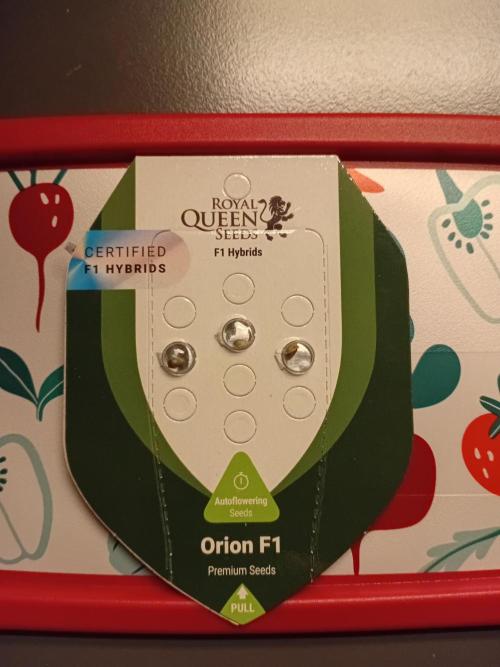 Behind the OrionF1. Week 0