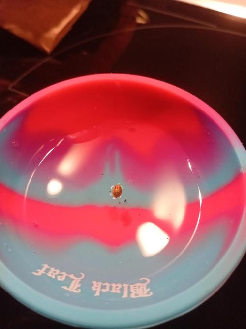 Behind the OrionF1. Week 0