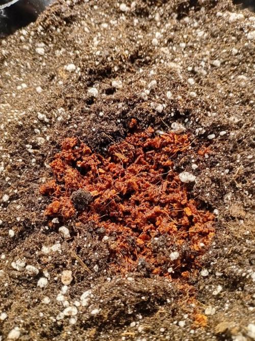 Behind the OrionF1. Week 0