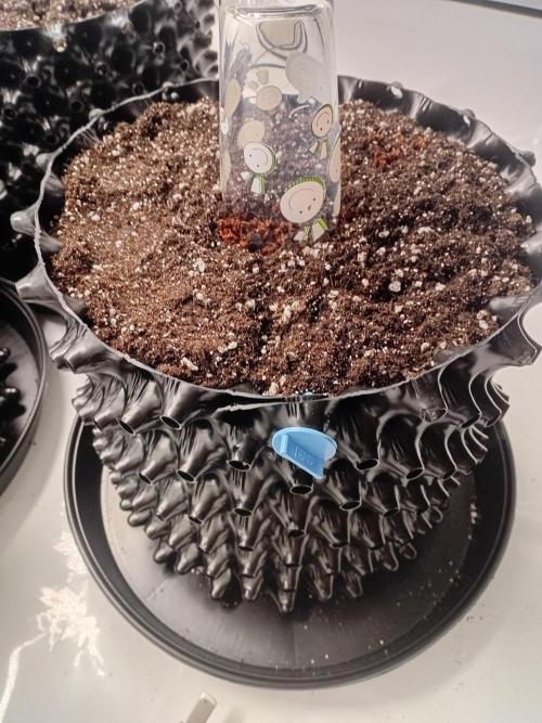 Behind the OrionF1. Week 0