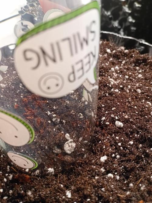 Behind the OrionF1. Week 0