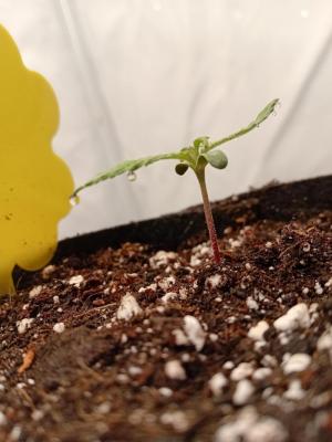 Comment by Kushycat photo #2