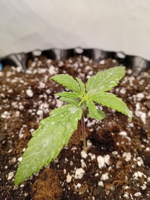 Shady indoor garden 🔥. Week 2 - Small droplets from the leaf