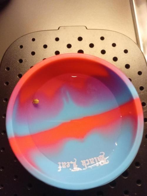 Replace me if you can. Week 0