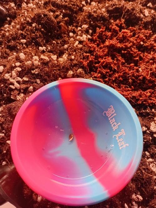 Replace me if you can. Week 0