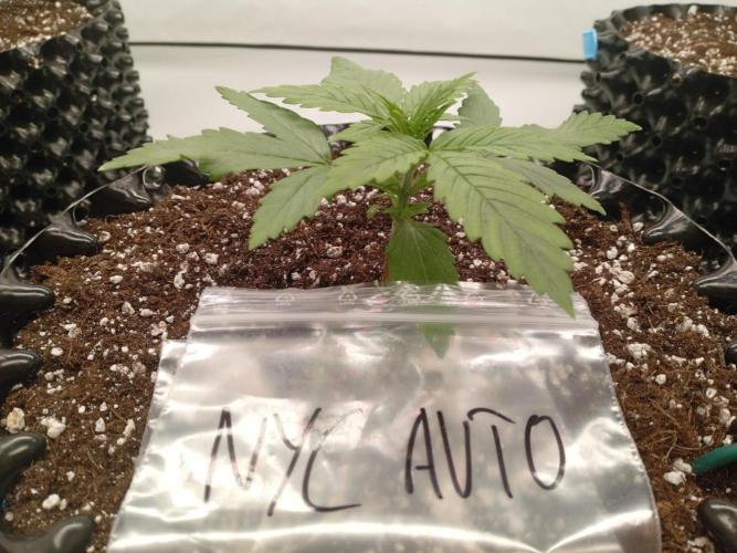 Shady indoor garden 🔥. Week 3