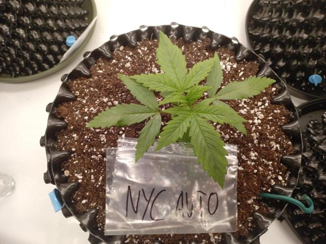 Shady indoor garden 🔥. Week 3