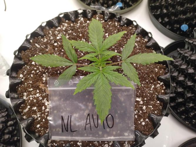 Shady indoor garden 🔥. Week 3