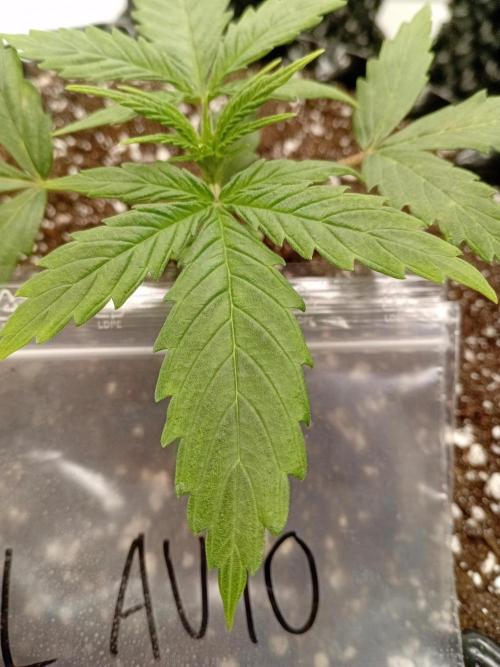 Shady indoor garden 🔥. Week 3