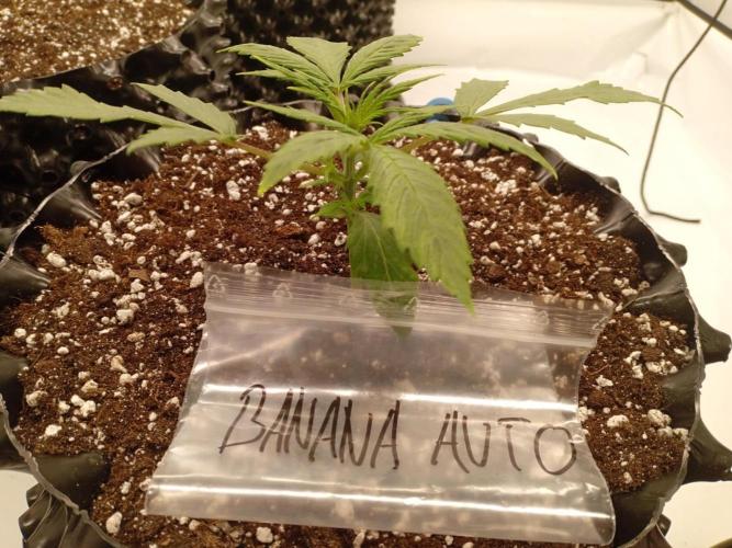 Shady indoor garden 🔥. Week 3