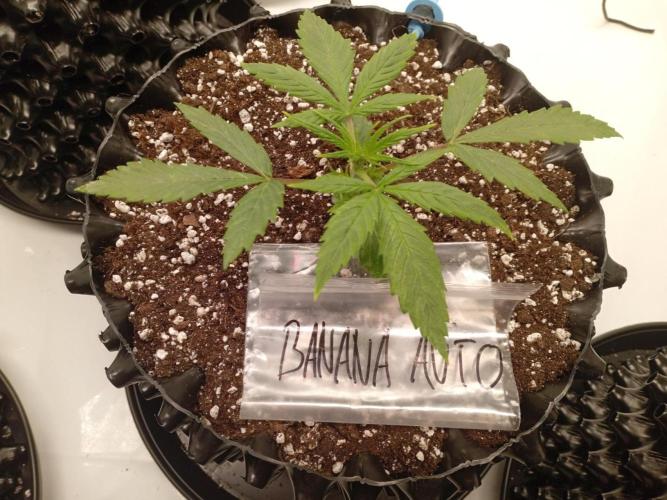 Shady indoor garden 🔥. Week 3