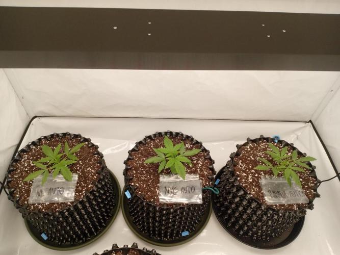 Shady indoor garden 🔥. Week 3 - Tripple Six Mafia 🤭