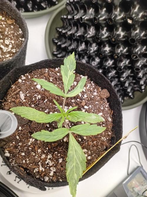 Shady indoor garden 🔥. Week 3 - Corkscrew 
Mutant