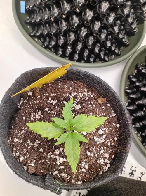 Shady indoor garden 🔥. Week 3 - AppleFritter 
Mutant