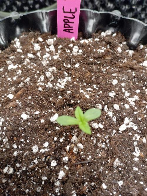 Replace me if you can. Week 1