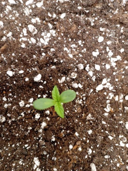 Replace me if you can. Week 1