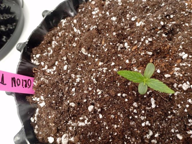 Behind the OrionF1. Week 1