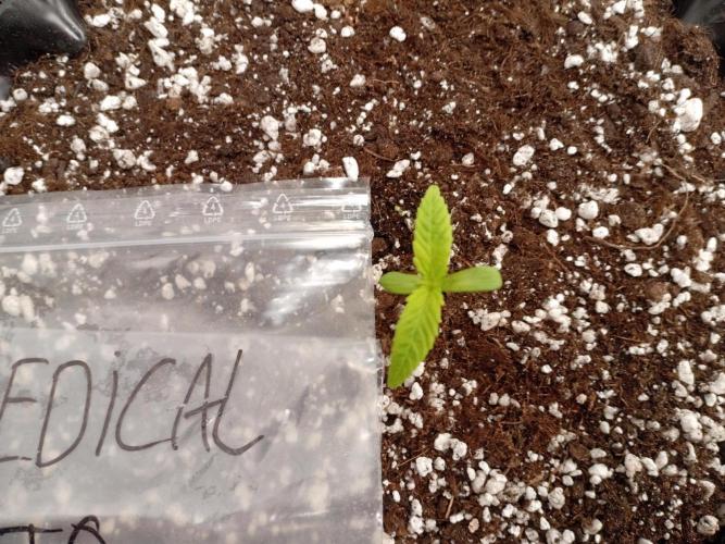 Strength and Medical Mass. Week 1