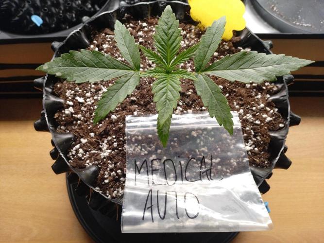 Strength and Medical Mass. Week 2