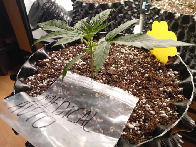 Strength and Medical Mass. Week 2