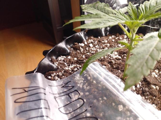 Strength and Medical Mass. Week 2